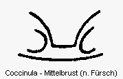 coccinula_mbr.gif