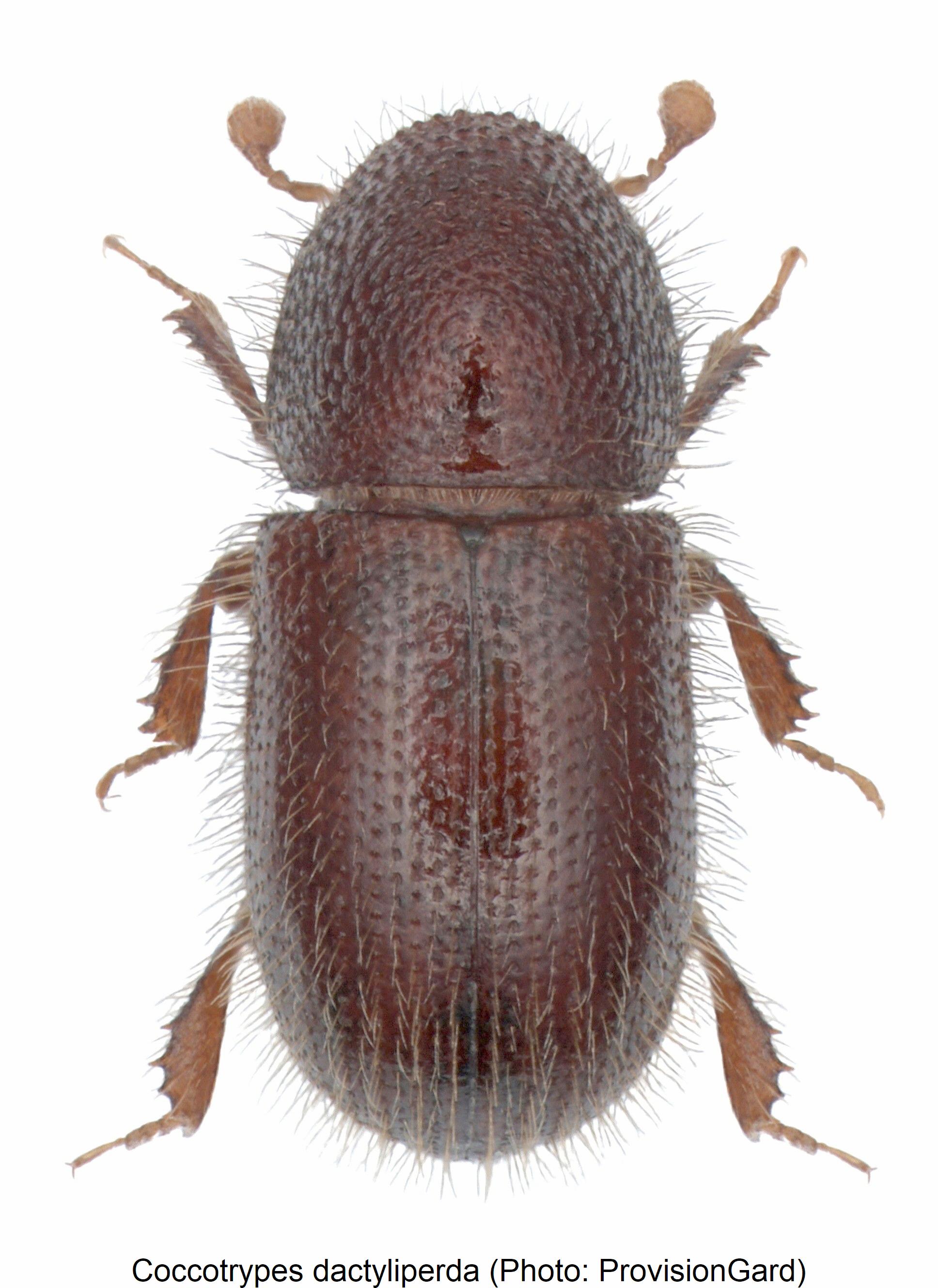 coccotrypes_dactyliperda_hab.jpg