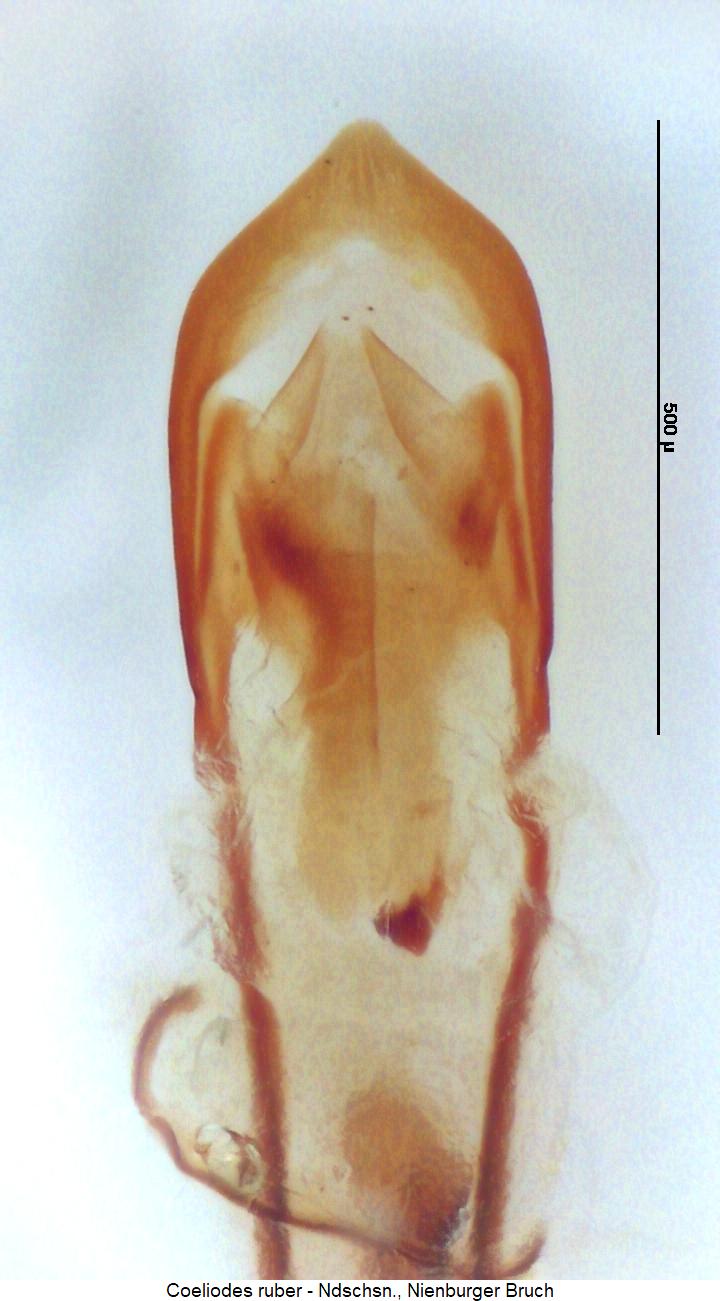 coeliodes_ruber.jpg