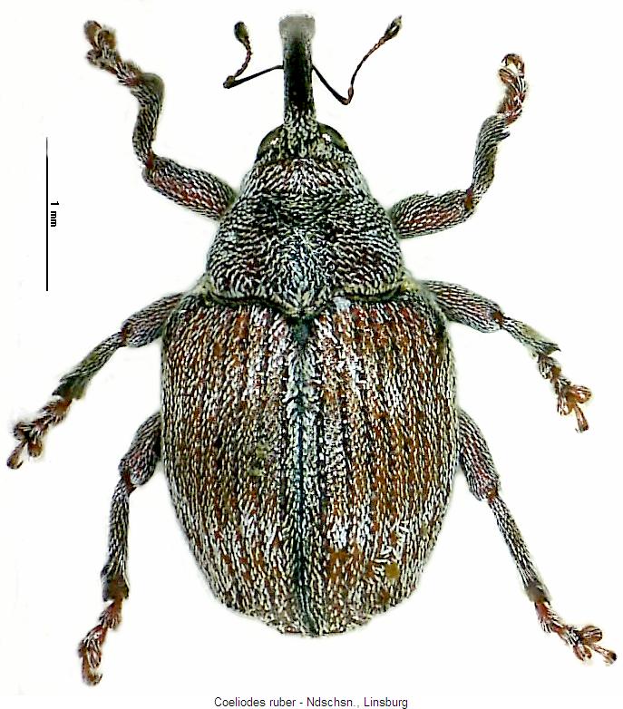 coeliodes_ruber_hab.jpg