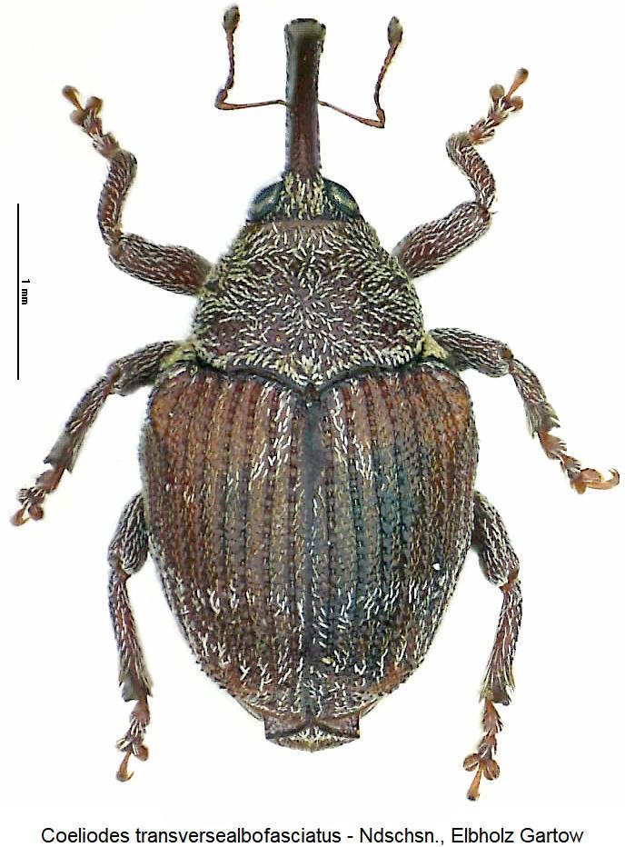 coeliodes_transversealbofasciatus2_hab.jpg