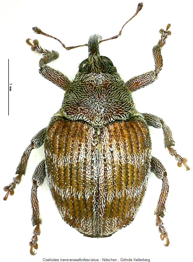 coeliodes_transversealbofasciatus_hab.jpg
