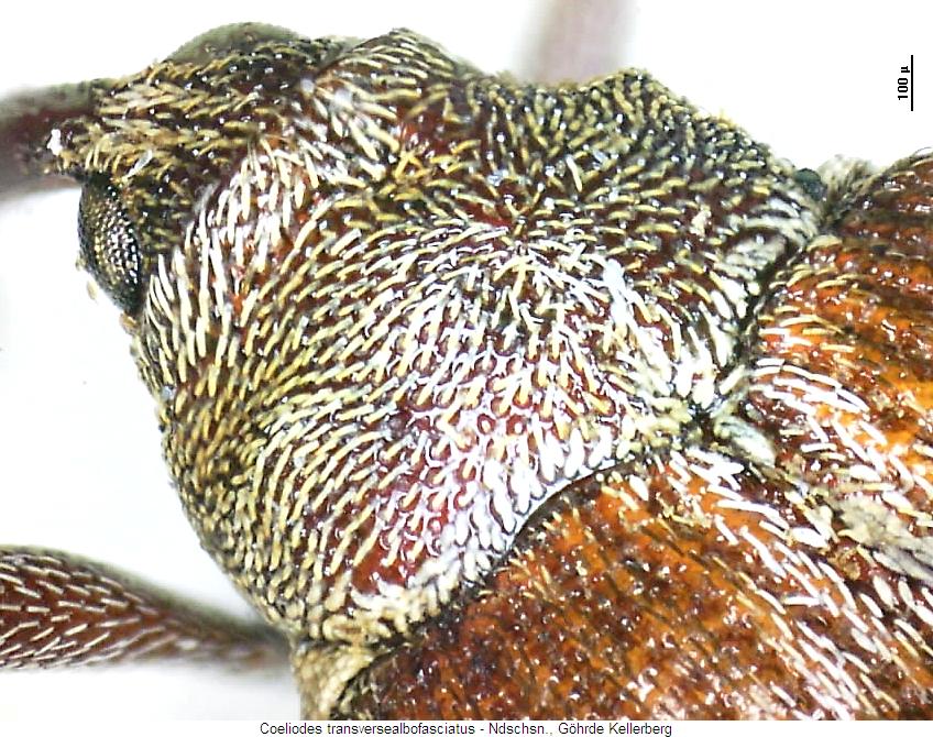 coeliodes_transversealbofasciatus_vk.jpg