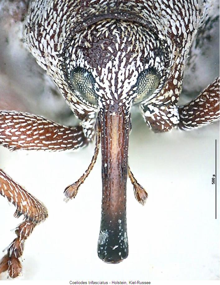 coeliodes_trifasciatus_k.jpg