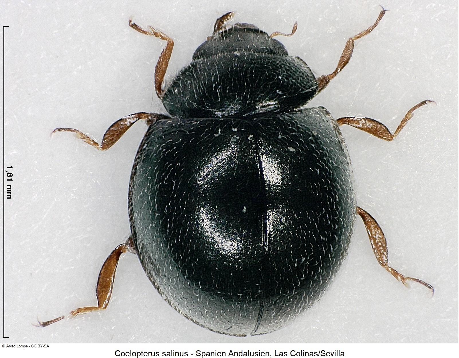 coelopterus_salinus_ck34414897_hab.jpg