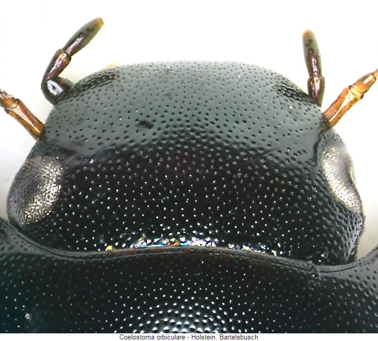 coelostoma_orbiculare_vk.jpg