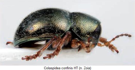 colaspidea_confinis_sa.jpg