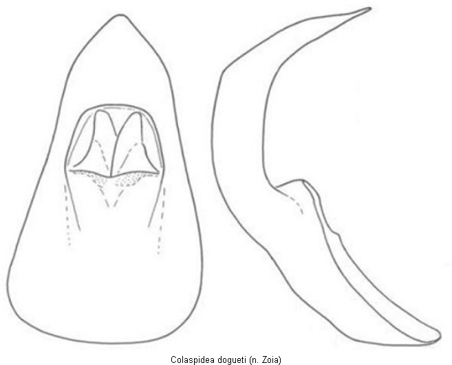 colaspidea_dogueti.gif