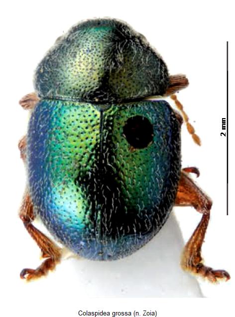 colaspidea_grossa_hab.jpg