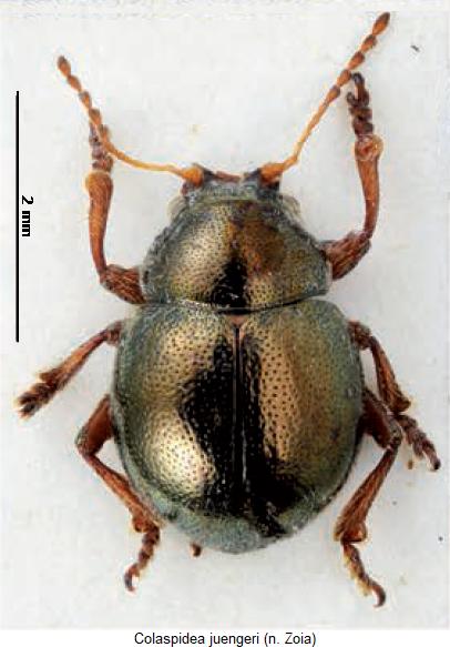 colaspidea_juengeri_hab.jpg
