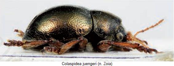 colaspidea_juengeri_sa.jpg