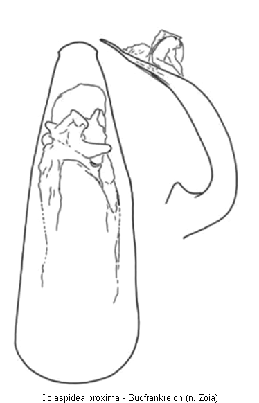 colaspidea_proxima.gif