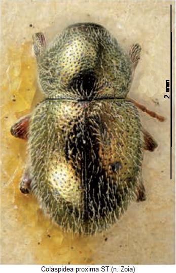 colaspidea_proxima_hab.jpg