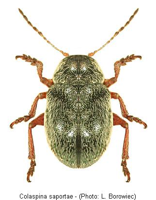 colaspina_saportae.jpg