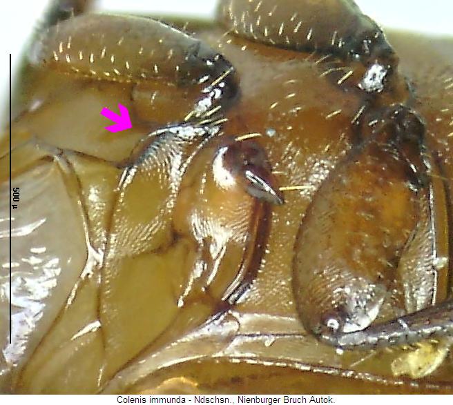 colenis_immunda_mbr.jpg