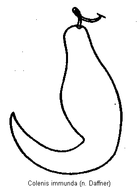 colenis_immunda_sperm.gif