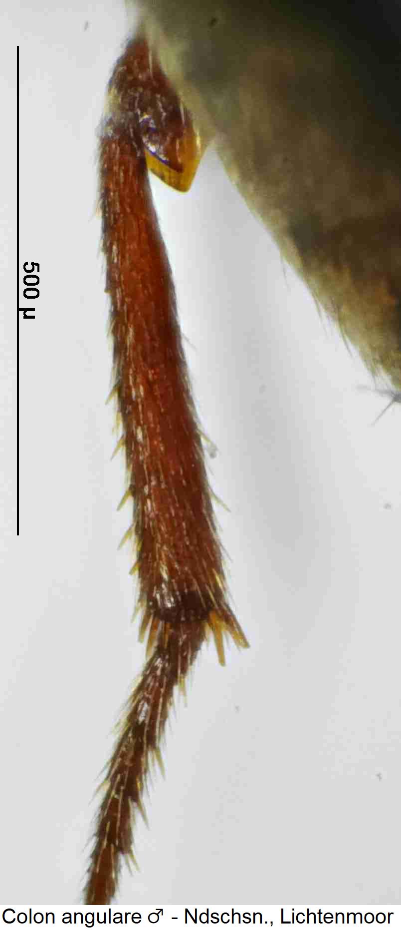colon_angulare_m_hb.jpg