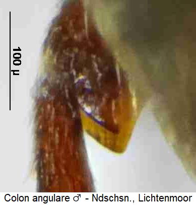 colon_angulare_m_hschl.jpg