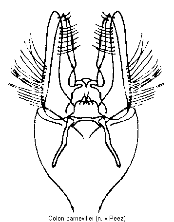 colon_barnevillei.gif