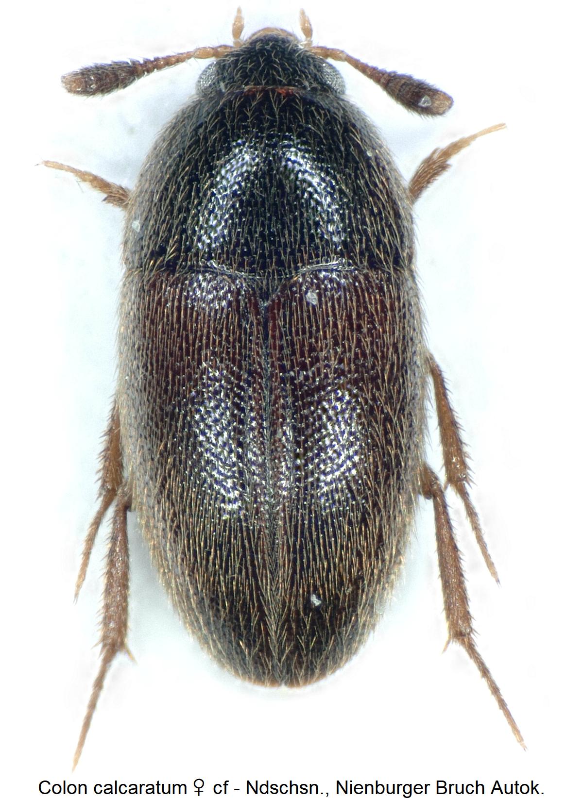 colon_calcaratum_w_hab.jpg