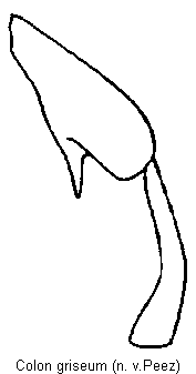 colon_griseum_hb.gif