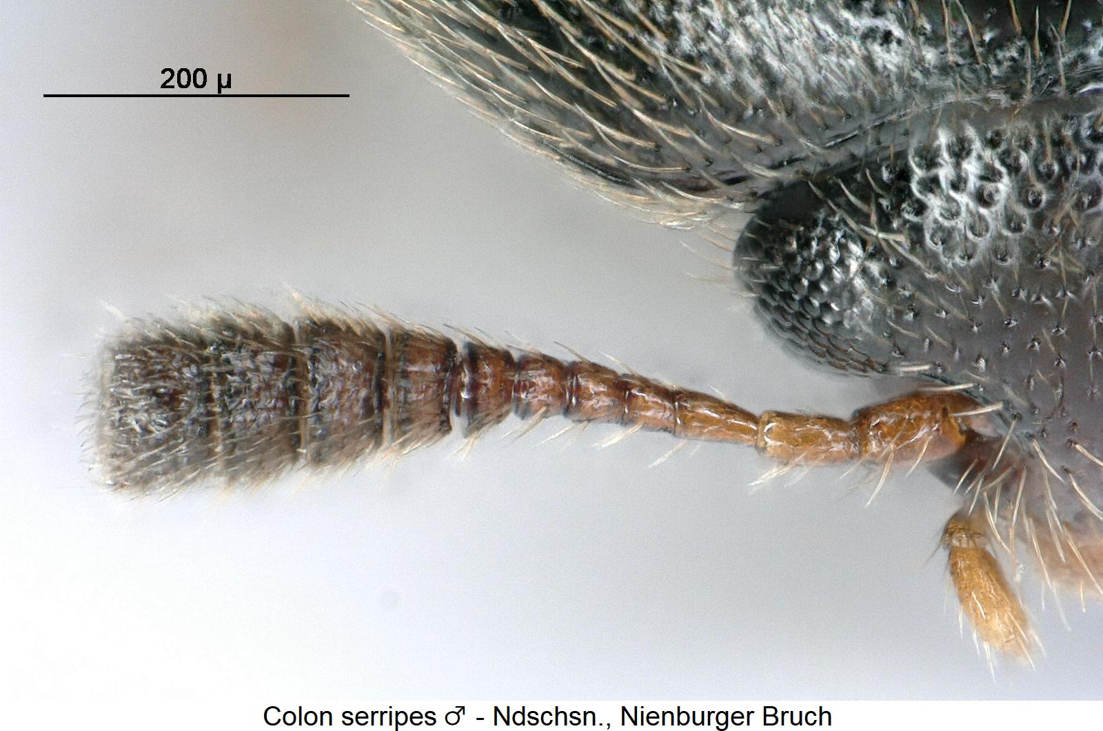 colon_serripes_m_f2.jpg