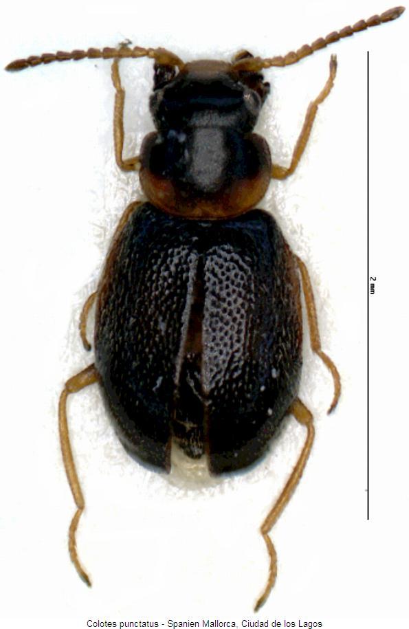 colotes_punctatus_hab.jpg