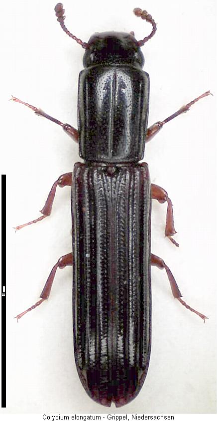 colydium_elongatum_hab.jpg