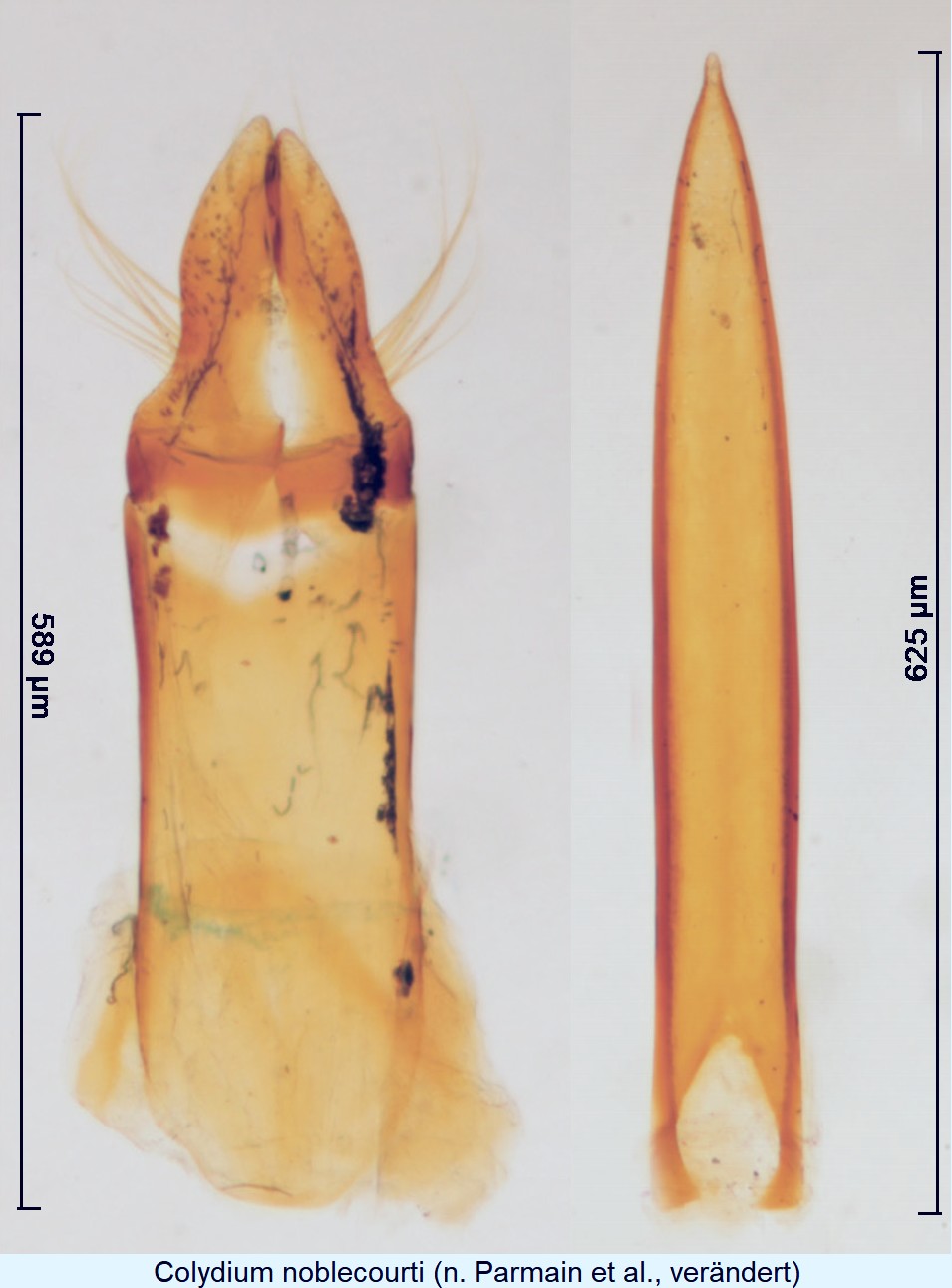 colydium_noblecourti.jpg