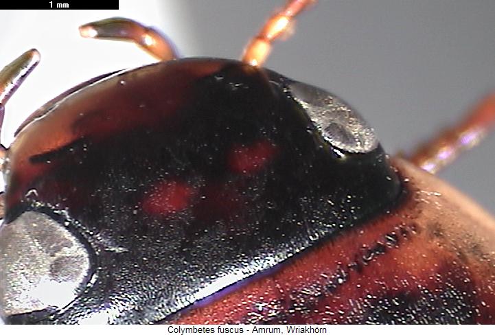 colymbetes_fuscus_k.jpg