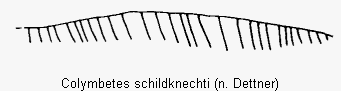 colymbetes_schildknechti_2sternit.gif