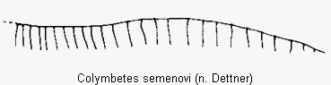 colymbetes_semenovi_2sternit.gif
