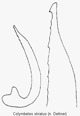 colymbetes_striatus.gif