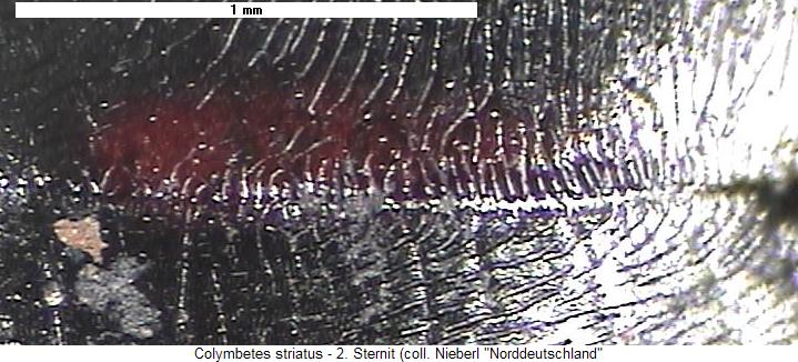 colymbetes_striatus_us.jpg
