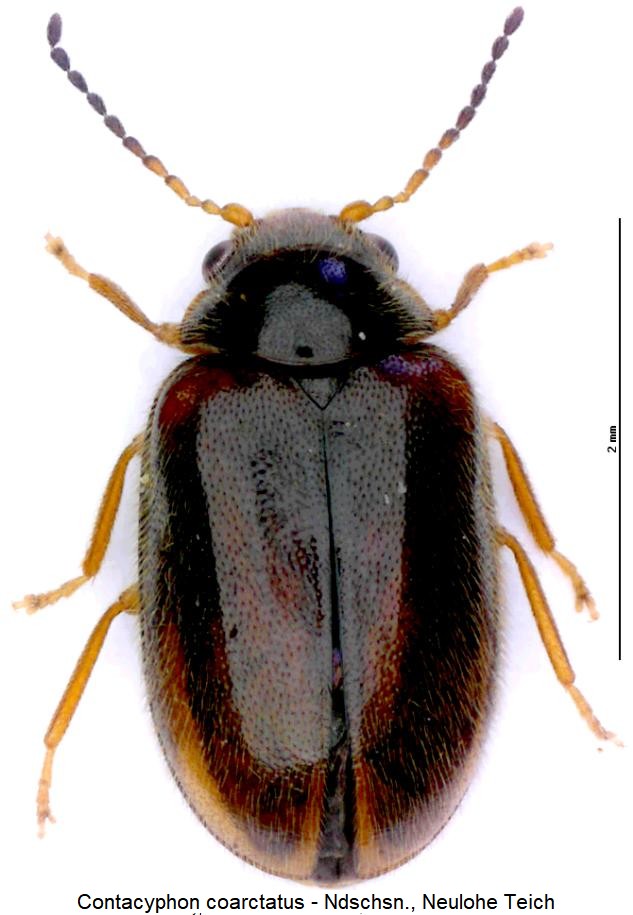 contacyphon_coarctatus_hab.jpg