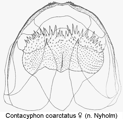 contacyphon_coarctatus_sperm.gif