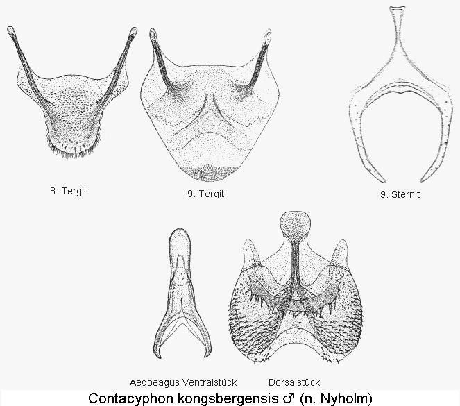 contacyphon_kongsbergensis.gif