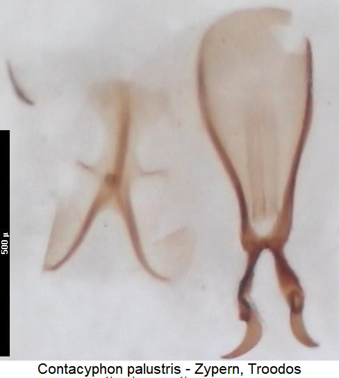 contacyphon_palustris.jpg