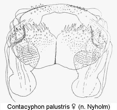 contacyphon_palustris_sperm.gif