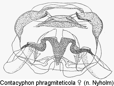 contacyphon_phragmiteticola_sperm.gif