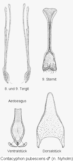 contacyphon_pubescens.gif