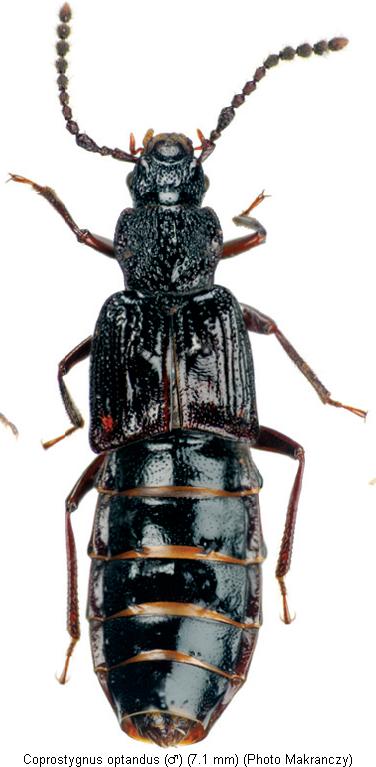 coprostygnus_optandus_hab.jpg