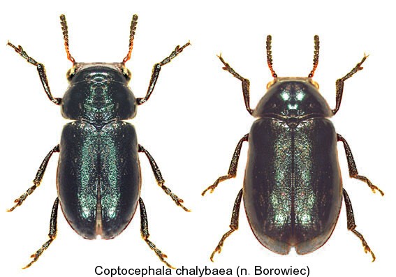 coptocephala_chalybaea.jpg