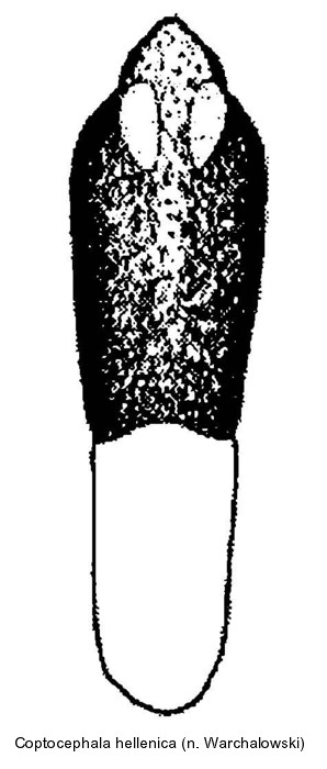 coptocephala_hellenica_aed.jpg