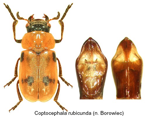 coptocephala_rubicunda1.jpg