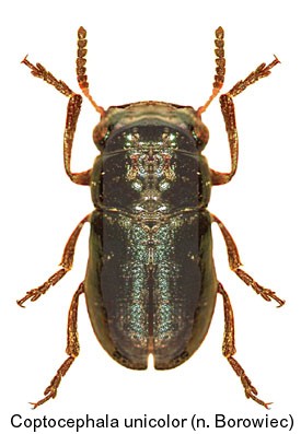 coptocephala_unicolor.jpg