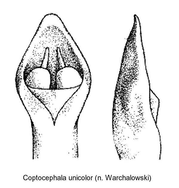 coptocephala_unicolor_aed.jpg