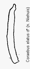 coraebus_elatus_hschn.gif