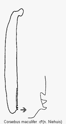coraebus_maculifer_hschn.gif
