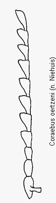 coraebus_oertzeni_f.gif
